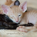 Orientville's Gelsomino