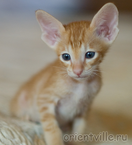 Orientville's Gwizdo