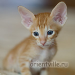 Orientville's Gwizdo