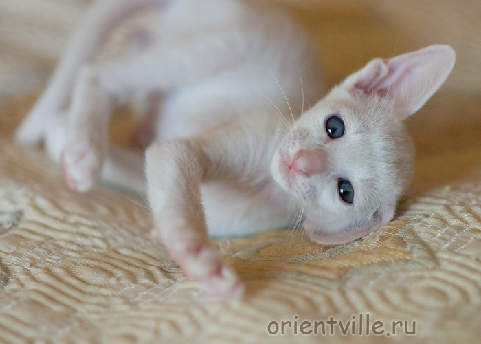 Orientville's Gusteau