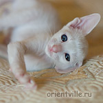 Orientville's Gusteau