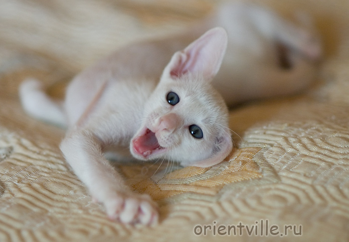 Orientville's Gusteau