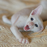 Orientville's Gusteau