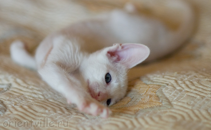 Orientville's Gusteau