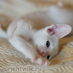 Orientville's Gusteau