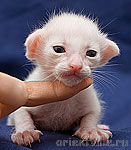 Orientville's Belinda Maze