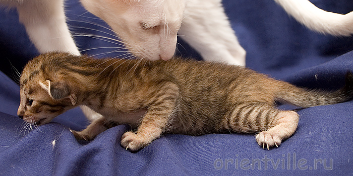 Черепашкин