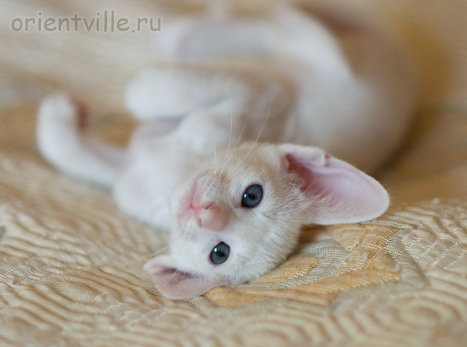 Ориентальный котенок. Гюсто