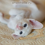 Orientville's Gusteau