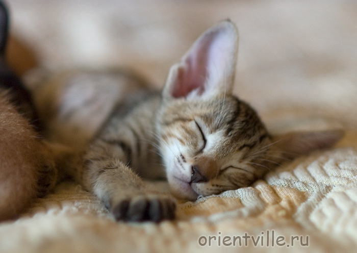 Ориентальный котенок. Габи