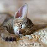 Orientville's Gabrielle