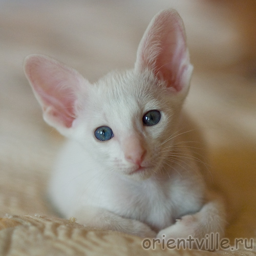 Orientville's Gusteau