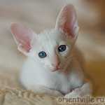 Ориентальный котенок 1 месяц