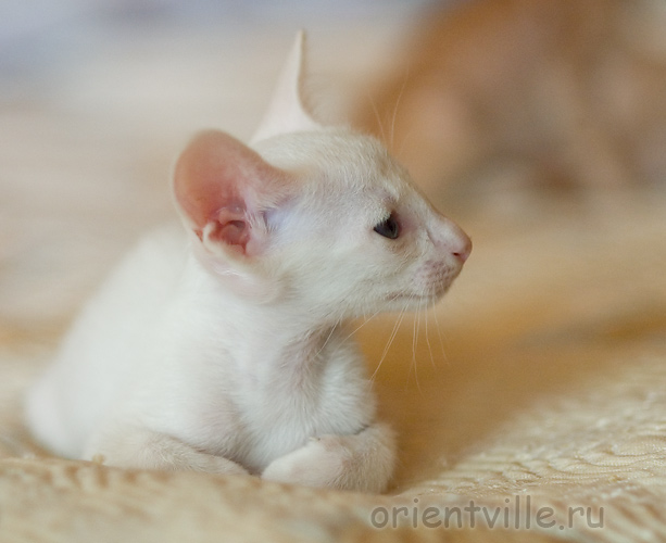 Orientville's Gusteau