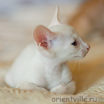 Orientville's Gusteau