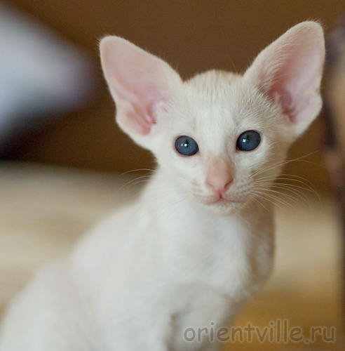 Orientville's Galateya