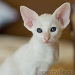 Orientville's Galateya