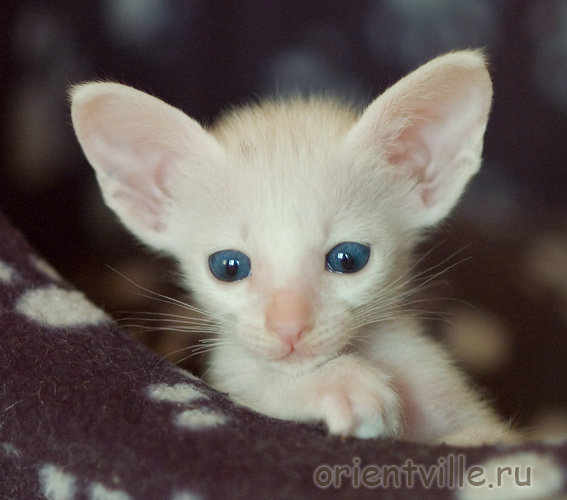 Ориентальный котенок. Герда