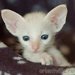 Ориентальный котенок. Герда
