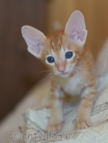Ориентальный котенок. Гвиздо