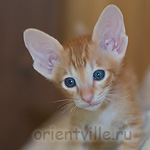 Ориентальный котенок. Гвиздо