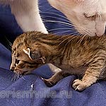 Черепашкин