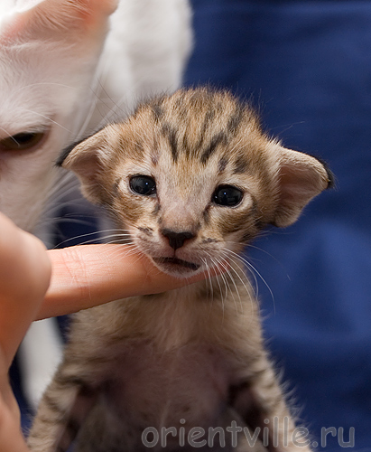 Черепашкин