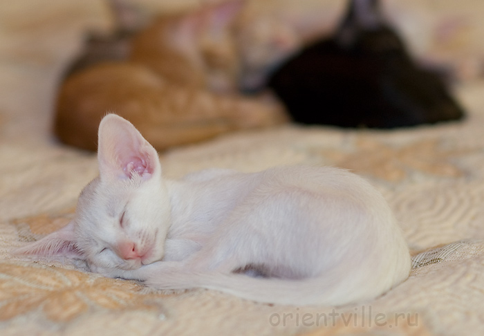 Ориентальный котенок. Галатея