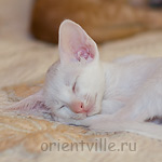 Ориентальный котенок. Галатея