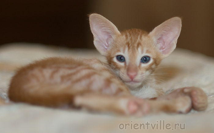 Orientville's Gulliver