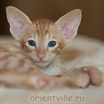 Orientville's Gulliver