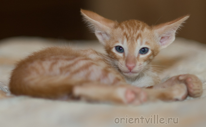 Ориентальный котенок. Гунька