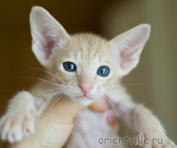 Orientville's Gelsomino