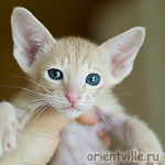 Ориентальный котенок 1.5 месяца
