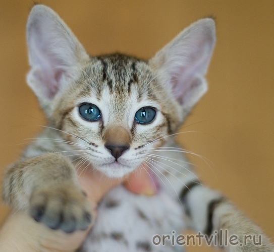 Orientville's Gabrielle