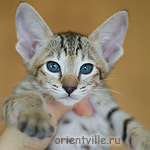 Ориентальный котенок 1.5 месяца