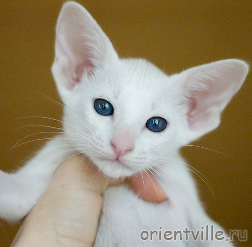 Orientville's Galateya