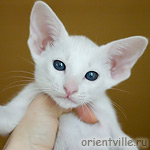 Orientville's Galateya