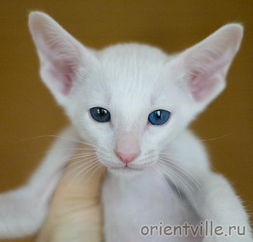 Orientville's Gandalf