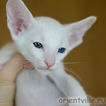 Orientville's Gandalf