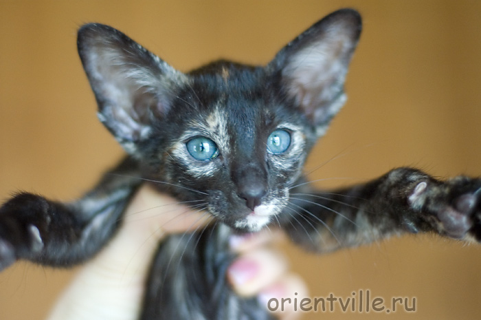 Orientville's Guenhwyvar