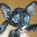 Orientville's Guenhwyvar