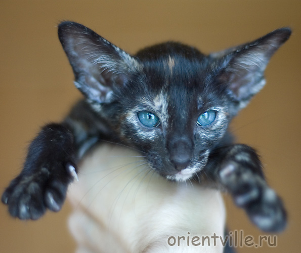 Orientville's Guenhwyvar