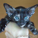 Ориентальный котенок 1.5 месяца