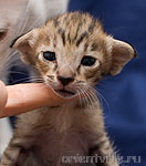 Черепашкин