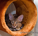 Zima Sueno de Pantera. 5 month