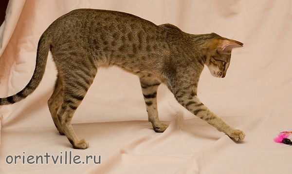 Zima Sueno de Pantera. 9 month