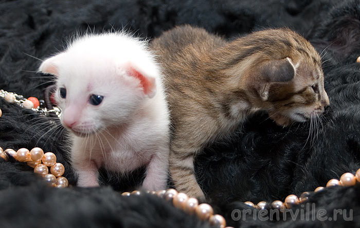 Сестренки. 2 недели