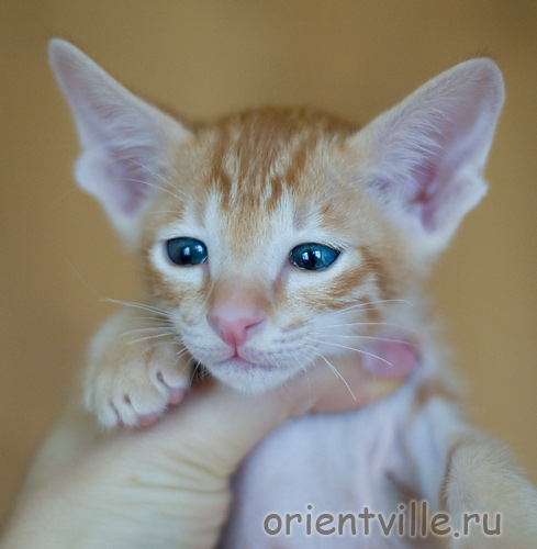 Orientville's Gwizdo