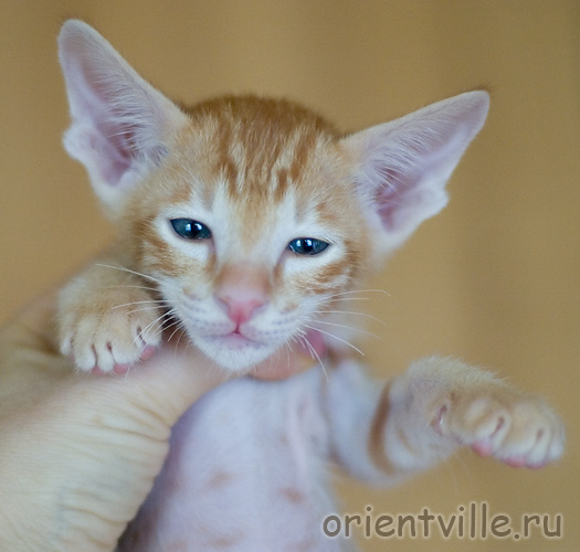 Orientville's Gwizdo